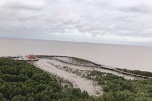 Quang cảnh rừng ngập mặn tại Vườn Quốc gia Mũi Cà Mau.