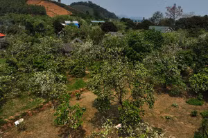 Nồng nàn hương bưởi Đại Minh