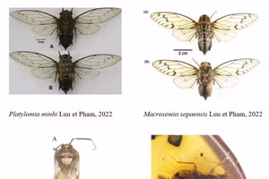 Hình ảnh bốn loài mới được công bố trong nhiệm vụ.
