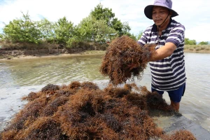 Rong câu Gracilaria. Ảnh minh họa: INT