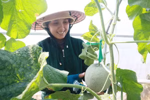 Người dân trồng dưa lưới công nghệ cao theo tiêu chuẩn xanh. Ảnh: Quốc Hải