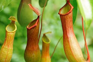 Cây Nắp ấm hoa đôi chứa hoạt chất tiềm năng điều trị ung thư.