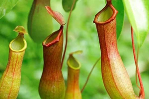 Cây Nắp ấm hoa đôi chứa hoạt chất tiềm năng điều trị ung thư.