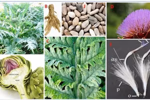 Đặc điểm hình thái thực vật của cây actisô.