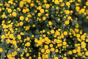 Hợp chất từ cây hoa cúc vàng diệt tảo độc trong nước.