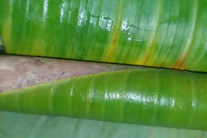 Nem chua Thanh Hóa.