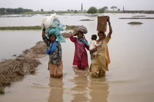 Mùa màng bị phá hoại nặng nề.