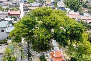 Trông xa, những tán cây dã hương bao trùm cả một vùng rộng lớn.