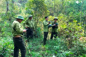 Các chủ rừng Nhà nước, tổ chức rừng ở Thanh Hóa đang gặp khó trong giải ngân tiền bán tín chỉ carbon, trong đó có Ban Quản lý Khu bảo tồn thiên nhiên Pù Hu (Quan Hóa). Ảnh: Hồng Đức