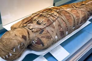 Nhiều vi khuẩn gây bệnh cần có vật chủ sống để tồn tại. 