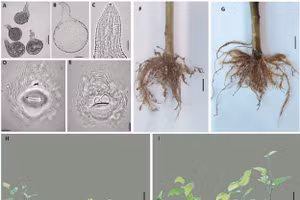 Hình thái và lây nhiễm nhân tạo tuyến trùng sần rễ Meloidogyne enterolobii trên dâu tằm.