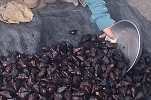 Ảnh: Phương Thảo