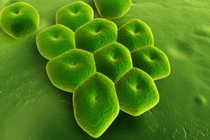 Vi khuẩn Acinetobacter baumannii đã trở nên đề kháng nhiều loại kháng sinh. Ảnh: ITN