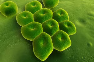 Vi khuẩn Acinetobacter baumannii đã trở nên đề kháng nhiều loại kháng sinh. Ảnh: ITN