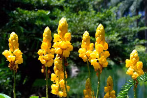 Cây Muồng trâu có dược tính nổi bật nhất là tác dụng nhuận tràng.