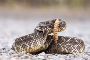 Dầu rắn chiết xuất từ rắn đuôi chuông không có chất chống tiêu viêm. 