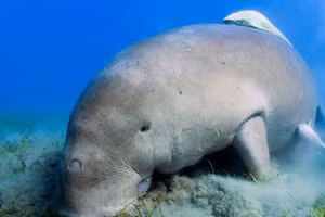 Các nhà khoa học đã lên kế hoạch bảo tồn loài bò biển quý hiếm.