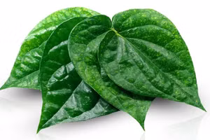 Lá trầu không giàu hoạt chất kháng khuẩn được ứng dụng rộng rãi trong chăm sóc, hỗ trợ điều trị các bệnh về da.