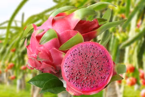 Hạt thanh long ruột đỏ chứa nhiều tinh dầu tốt cho sức khỏe.