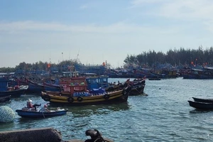 Tàu khai thác cá cơm của ngư dân vùng ven biển TPHCM không thể ra khơi vì giấy phép khai thác mới. 