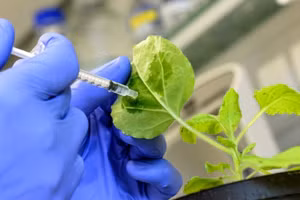 Kích thích miễn dịch cây giống như việc tiêm vắc-xin cho cây trồng.