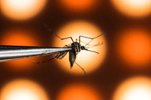 Các nhà nghiên cứu từ Viện Fiocruz nghiên cứu tần suất xuất hiện của Wolbachia trong quần thể muỗi địa phương.