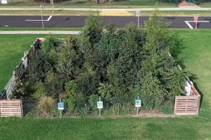  Một khu rừng nhỏ ở Australia đã phát triển rất nhanh trong 12 tháng nhờ đất giàu vi khuẩn. Nguồn: Vườn bách thảo Wollongong