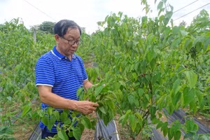 TS Phạm Hữu Nhượng bên vườn trồng thử nghiệm cây sacha inchi trong khu vực thử nghiệm của Trung tâm Công nghệ Sinh học TPHCM. 