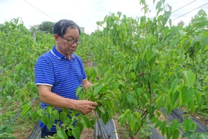 TS Phạm Hữu Nhượng bên vườn trồng thử nghiệm cây sacha inchi trong khu vực thử nghiệm của Trung tâm Công nghệ Sinh học TPHCM.