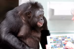 Bonobo Kanzi, từng nổi tiếng với khả năng giao tiếp cùng con người qua ký hiệu và âm thanh.