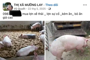 Tài khoản Facebook đăng bài thu mua 'lợn bỏ ăn', 'lợn bán chạy', 'lợn sự cố' một cách công khai.