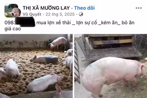 Tài khoản Facebook đăng bài thu mua 'lợn bỏ ăn', 'lợn bán chạy', 'lợn sự cố' một cách công khai.