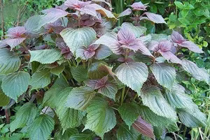 Cao chiết lá tía tô và râu mèo có thể hạ axit uric trong máu. Ảnh minh họa: INT