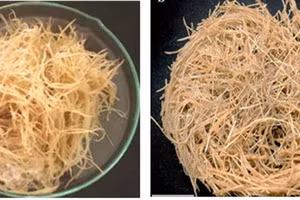 Sinh khối tươi (trái) và sinh khối khô (phải) rễ tơ dừa cạn thu nhận trong nghiên cứu.