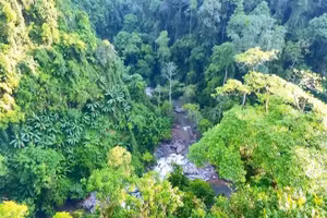 Rừng nguyên sinh tại xã Nà Hẩu.