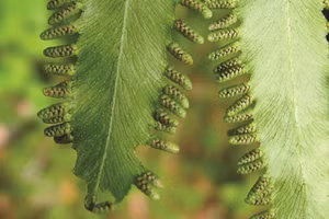 Cây hải kim sa mọc hoang ở nhiều nơi chứa nhiều hoạt chất kháng khuẩn, kháng nấm.