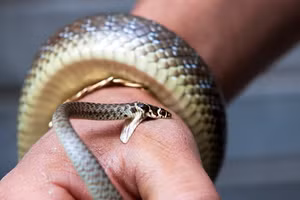 Nếu sơ cứu rắn cắn không đúng cách có thể khiến tình trạng người bệnh nặng lên. Ảnh minh họa: INT