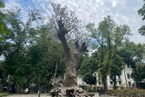 Tia - Thuỷ Nguyễn dùng hơn 6 tấn thép không gỉ dày 5mm, gò thủ công, ôm sát theo đường cong thân cây.