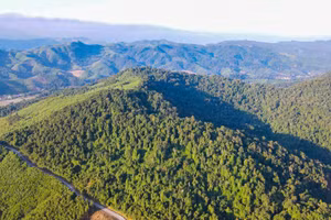 Rừng nguyên sinh Pù Hốc thuộc xã Diên Lãm, huyện Quỳ Châu.