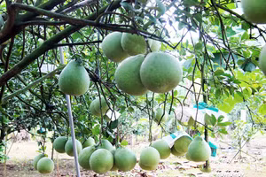 Làng bưởi Tân Triều vào xuân.