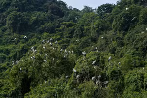 Vườn chim Thung Nham nằm ẩn mình giữa những dãy núi, có đa dạng các loài chim sinh sống.