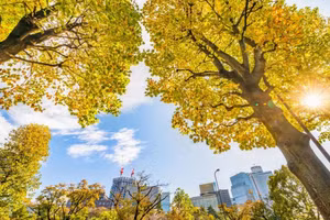 Cây xanh có tác dụng làm mát đặc biệt hữu ích trong các thành phố.