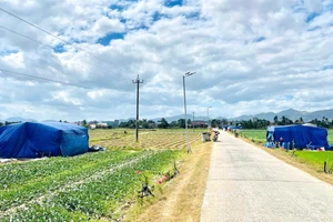 Những chiếc lều tạm là nơi đón năm mới của người trồng dưa hấu.