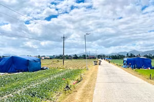 Những chiếc lều tạm là nơi đón năm mới của người trồng dưa hấu.