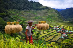 Ruộng bậc thang Ifugao, Philippines.