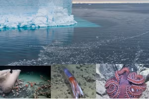 Vùng biển lộ ra sau khi tảng băng trôi và những sinh vật bên dưới.