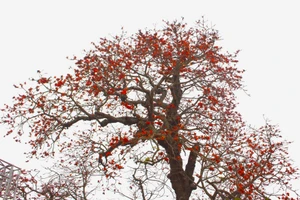 Cây gạo 'gù' độc đáo mọc bên đường 219 ở xã Thái Thịnh (Thái Thuỵ). 
