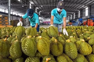 Năm 2024, xuất khẩu ngành nông, lâm, thủy sản dự báo cán mốc 62 tỷ USD.