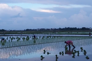 Cấy lúa vào buổi sớm mai tránh nắng tháng Sáu. Ảnh minh họa: Bình Thanh.