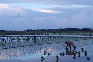 Cấy lúa vào buổi sớm mai tránh nắng tháng Sáu. Ảnh minh họa: Bình Thanh.